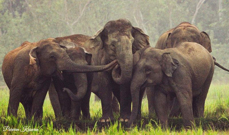 Elephant