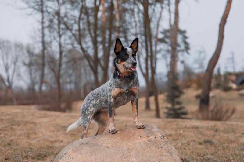 Australian Cattle Dog