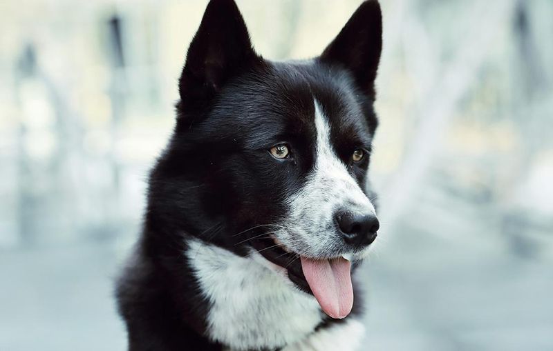Idaho - Karelian Bear Dog
