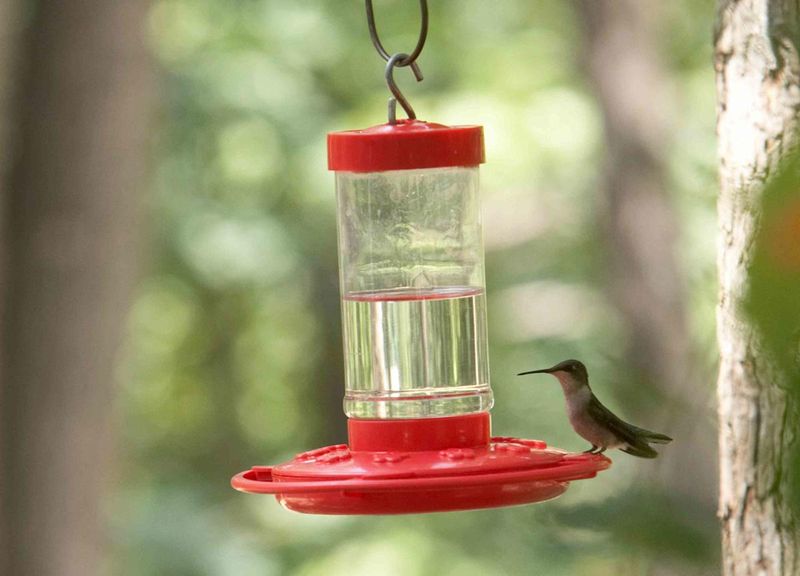 Feeder Placement Blunders