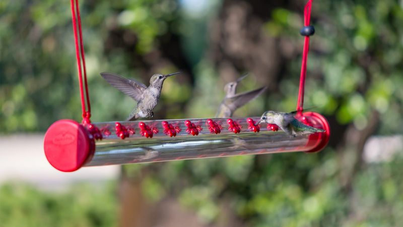 Hummingbird Feeders