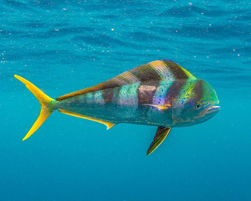 Mahi-Mahi