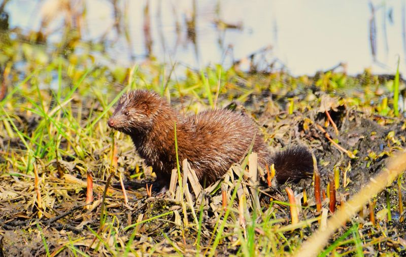 New Jersey: Urban Sprawl Wildlife Disappointment