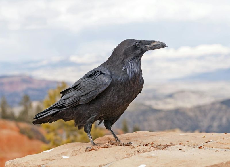 Raven