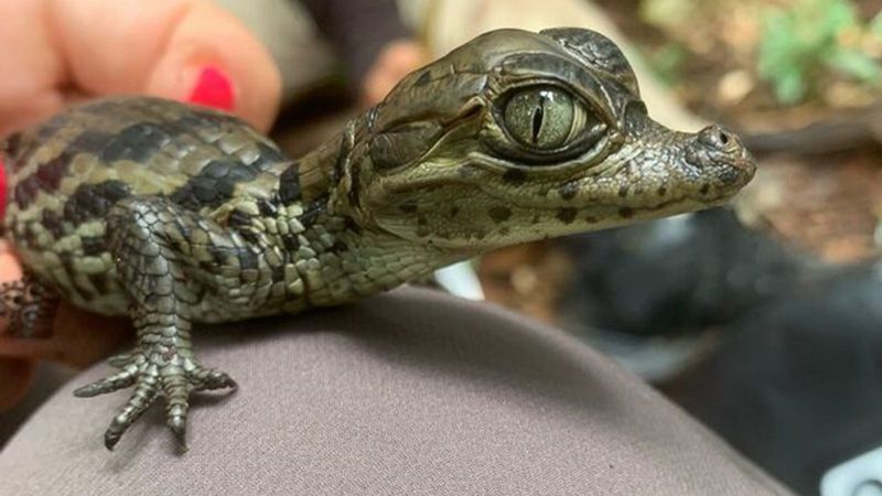 Rio Apaporis Caiman