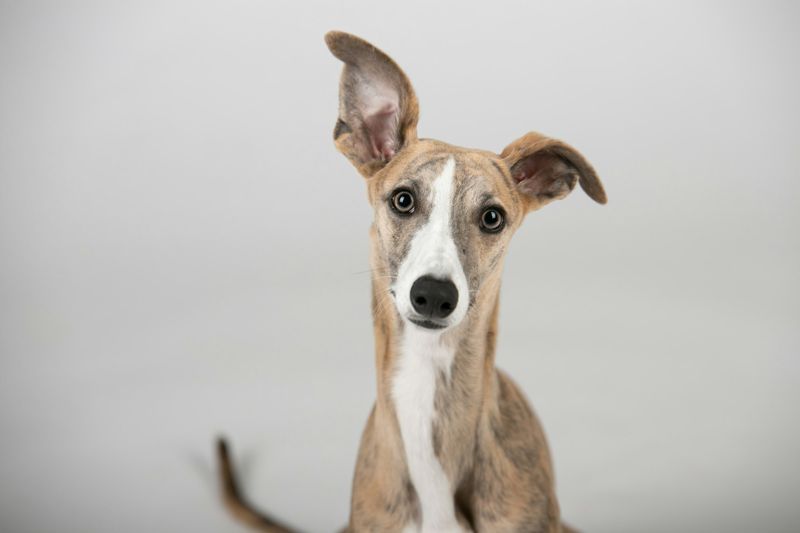 Whippet