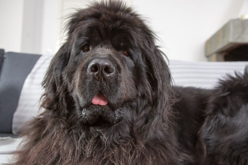 Newfoundland