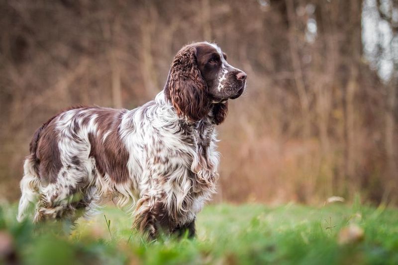 Springer Spaniel