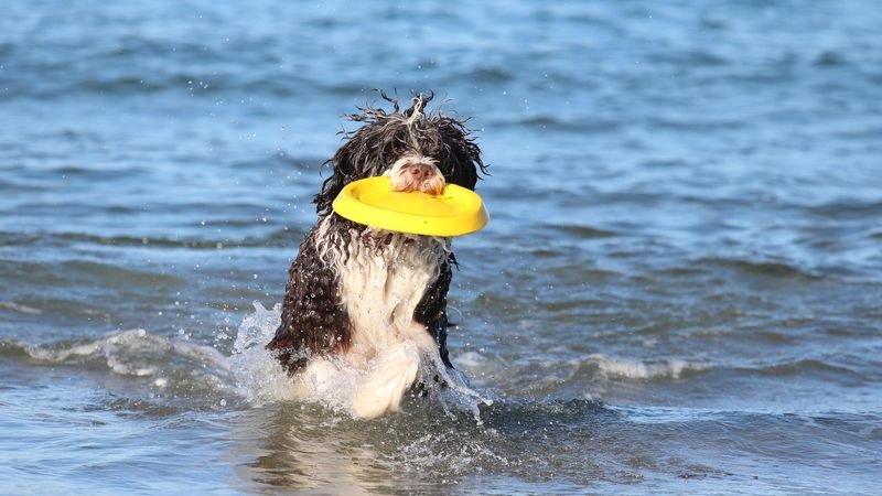 Portuguese Water Dog