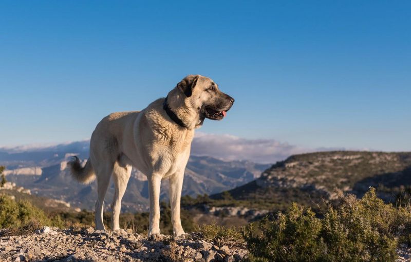 Kangal: The Livestock Guardian Supreme