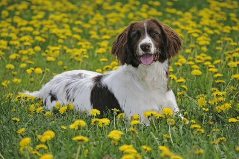 English Springer Spaniels