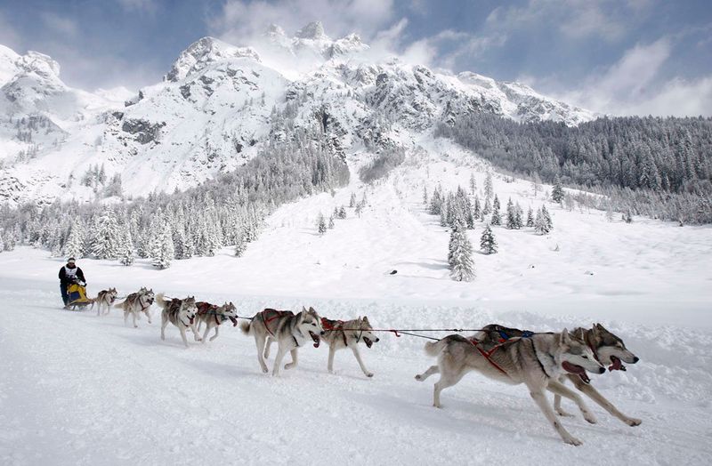 Alaskan Malamutes: The Heavy Haulers