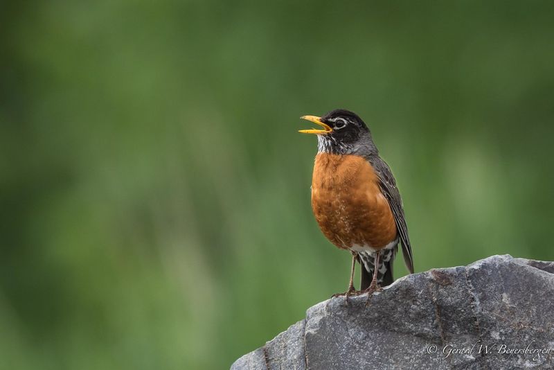 American Robin