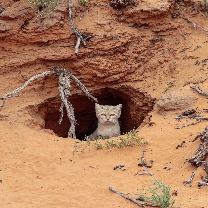 12 Fun Facts About The Mysterious Sand Cat