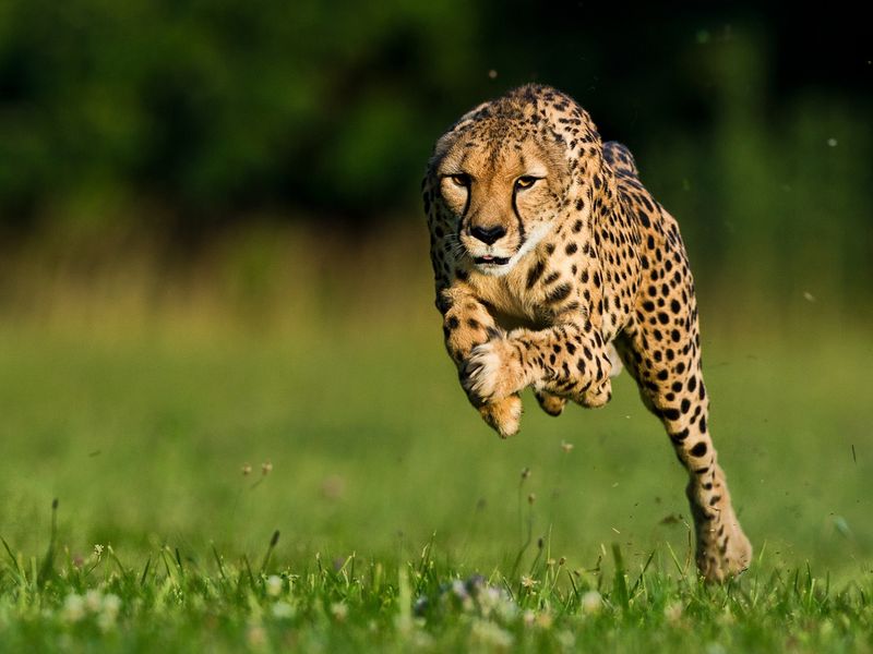 Fast Acceleration