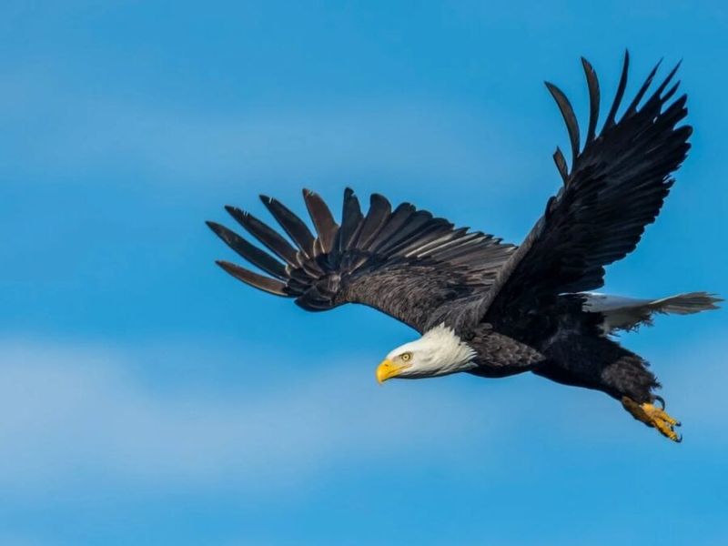 Bald Eagle