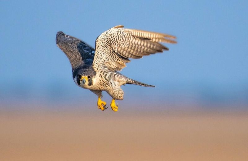 Peregrine Falcon