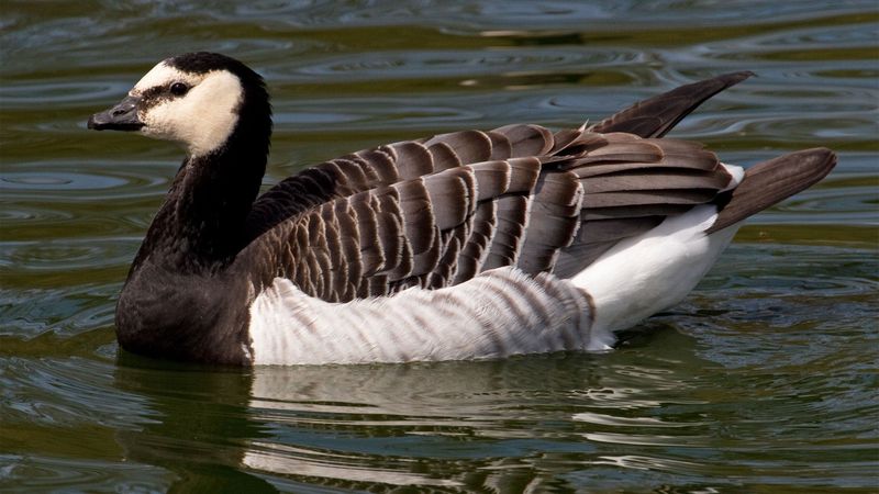 Barnacle Goose