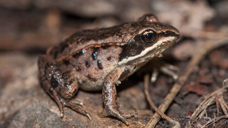 Boreal Chorus Frog