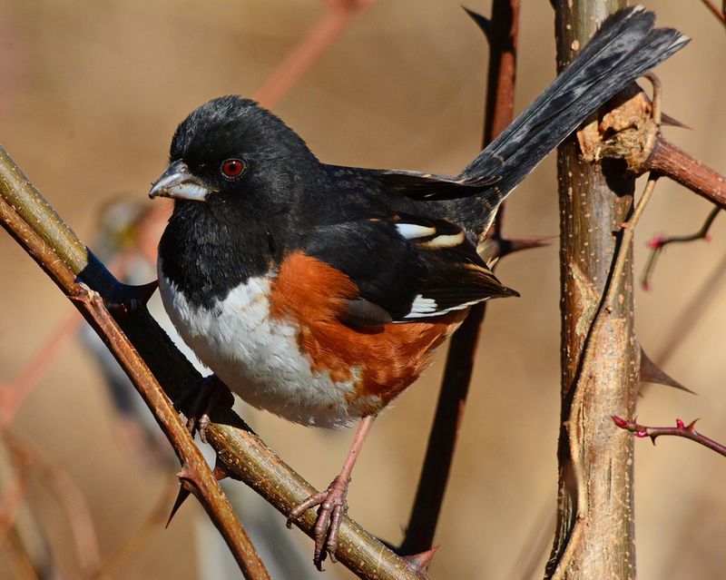 Eastern Towhee