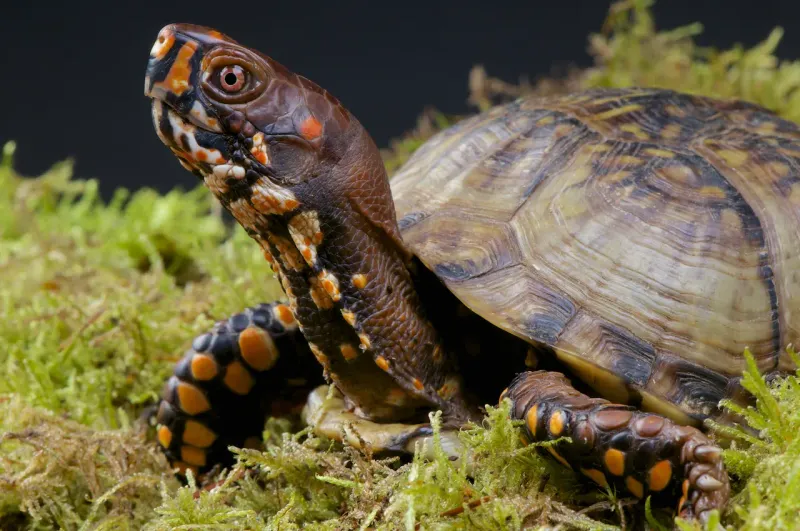 Eastern Box Turtle