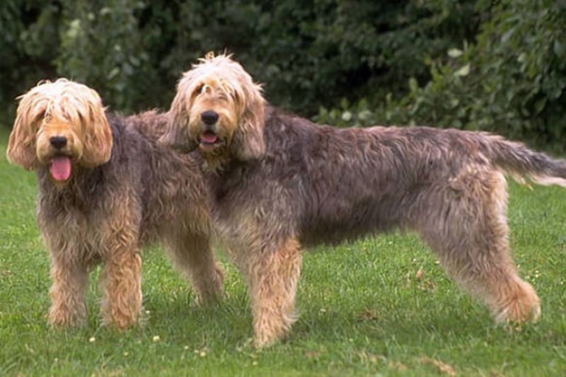 Otterhound: The Waterproof Rarity