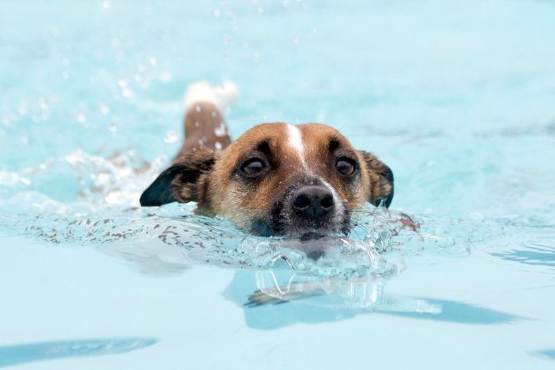 Swimming Sessions