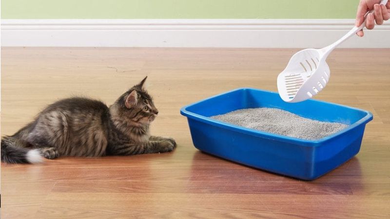 Lack Of Litter Box Maintenance