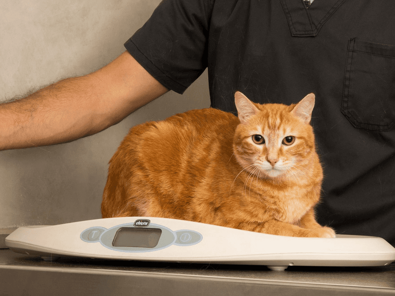 Not Addressing Weight Management