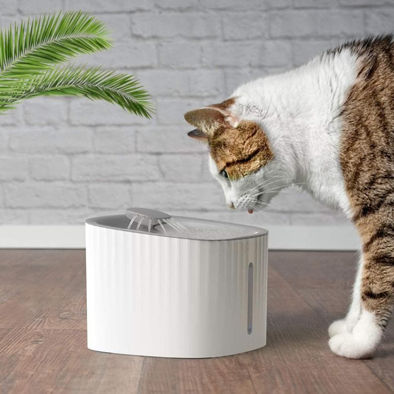 Overlooking Your Cat's Hydration Needs