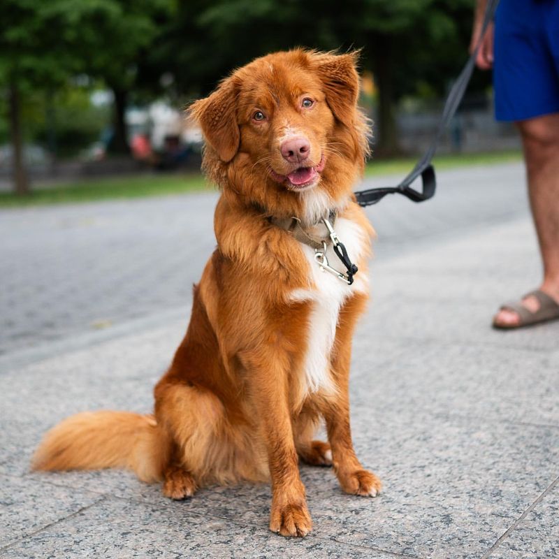 Nova Scotia Duck Tolling Retriever