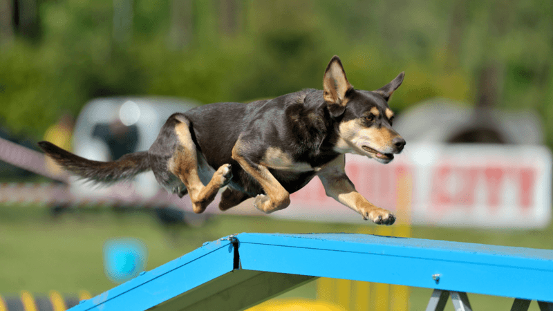 Australian Kelpie