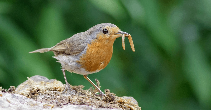 Mealworms