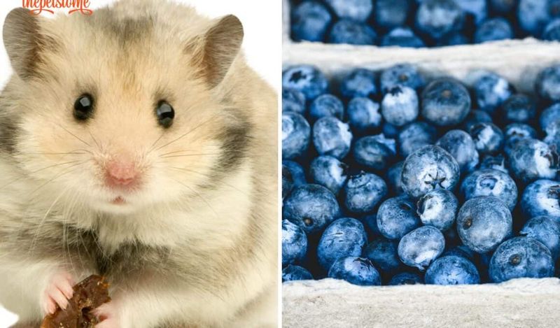 Blueberry Bliss