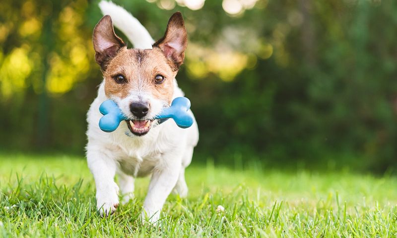 Fetch Games