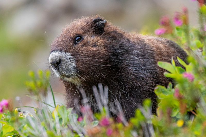 Vancouver Island Marmot