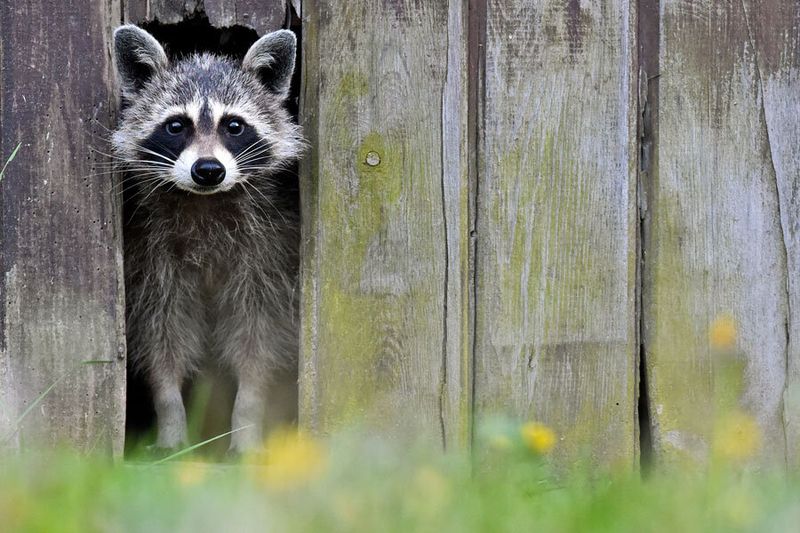 Raccoon