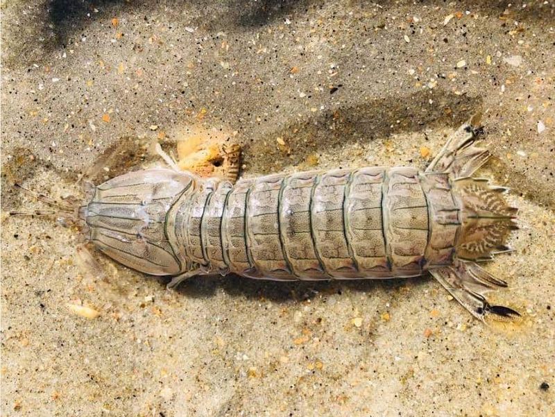 Shrimp