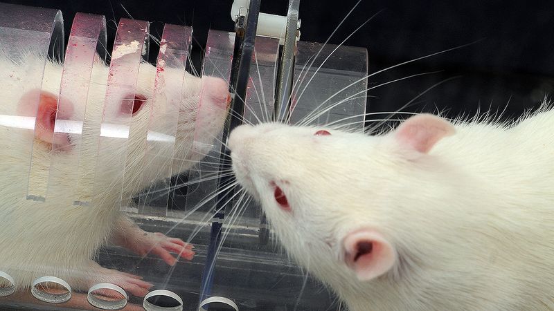Rats: Tiny, Empathetic Companions