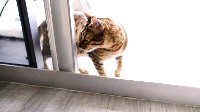 Use Calming Feline Pheromones