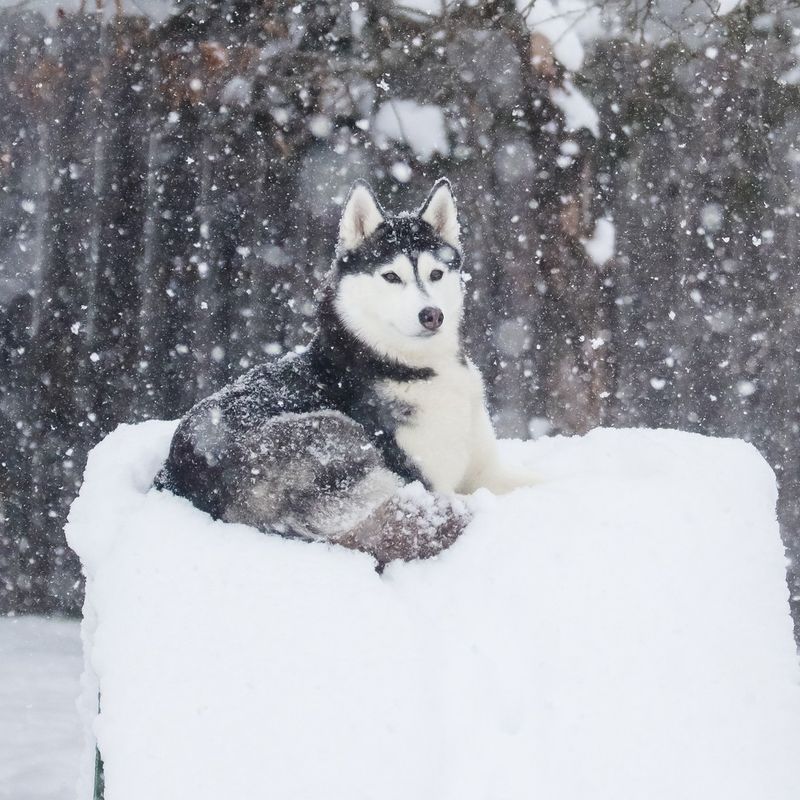 Michigan - Siberian Husky