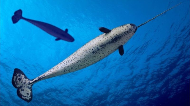 Narwhal