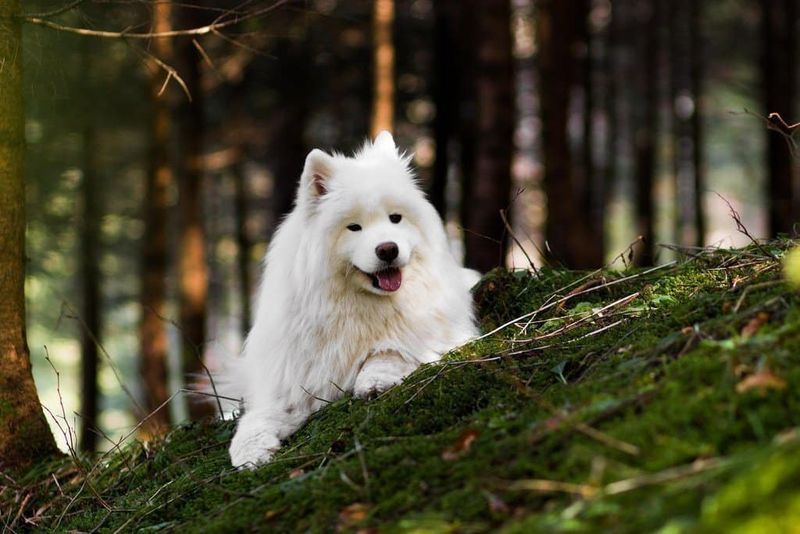 Samoyed