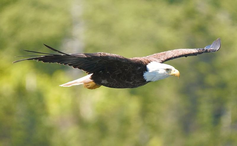 Bald Eagle