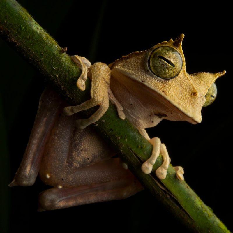Horned Marsupial Frog