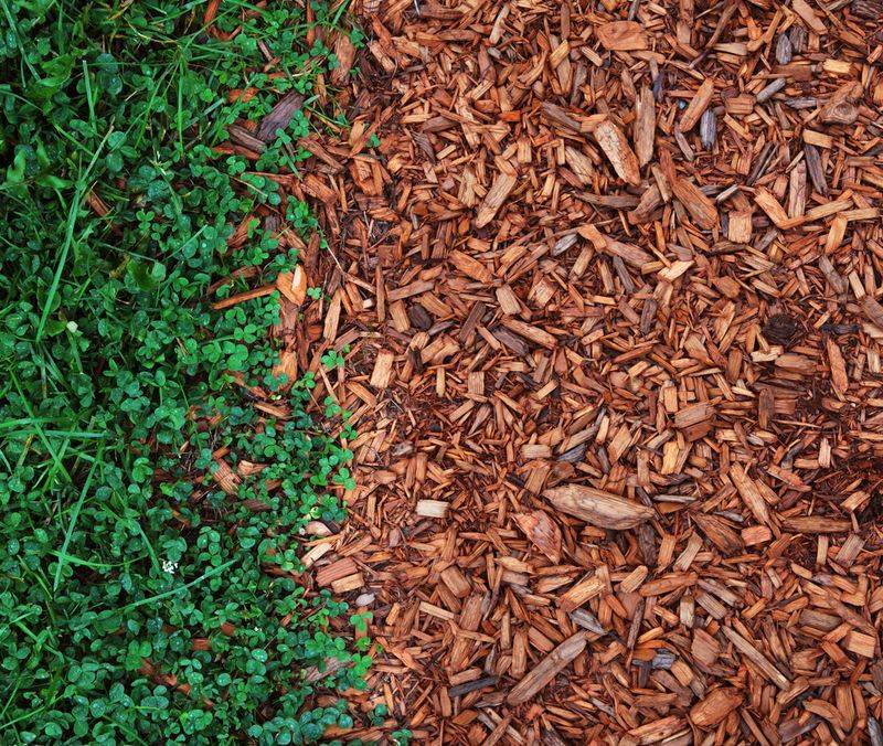 Cedarwood