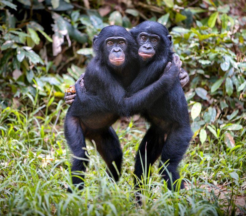 Bonobos