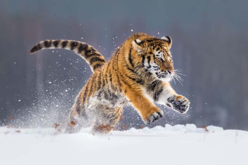 Siberian Tiger