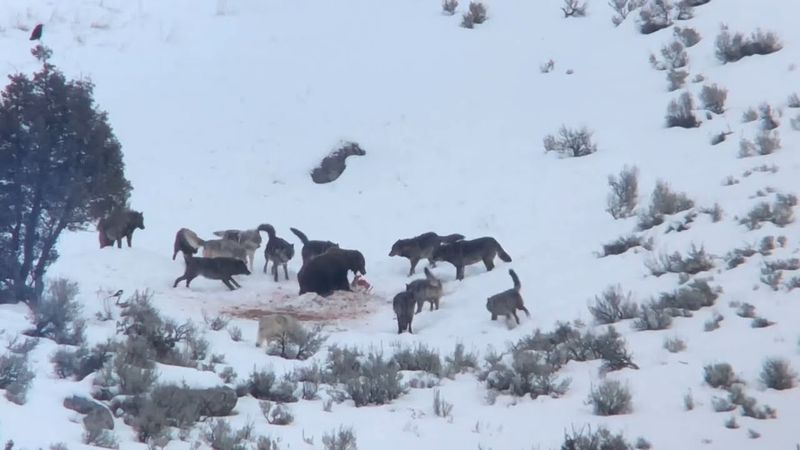 Wolf Pack