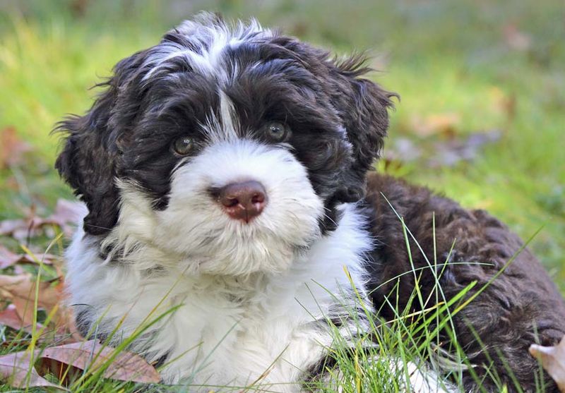 Connecticut - Portuguese Water Dog